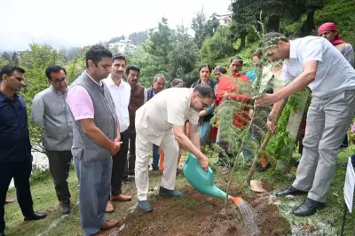 Narkanda Plantation Drive: 80 Saplings Planted by Forest Department