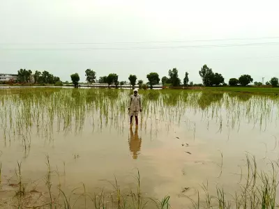 Paddy Fields Submerged in Ajnala, Farmers Worried as Ravi River Rises