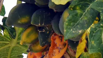 Papaya Defies Crop Decline Trend in Kerala with Rising Demand