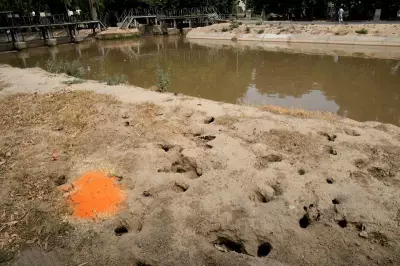 Punjab's Rat Infestation Damages Canals, Hospitals, and Railways