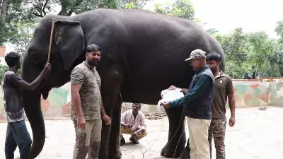 Rigorous selection process begins for Dasara elephants; Kanjan dropped after fatal tussle