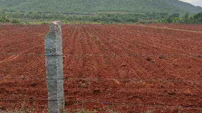 Scanty Rainfall Affects Onion, Potato Cultivation in Chikkamagaluru