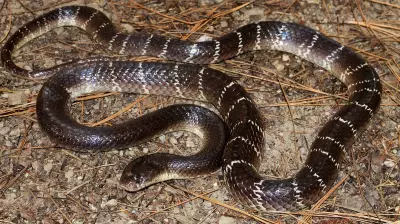 Snake Bites 4 Students in Jharkhand School Hostel, 1 Dead