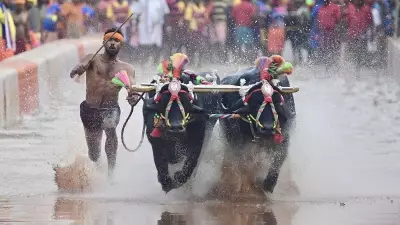 Stop Kambala to Save 10 Lakh Liters of Water Amid Drought: Experts