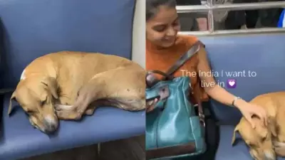 Stray Dog Sleeping Peacefully in Mumbai Local Train Wins Hearts Online