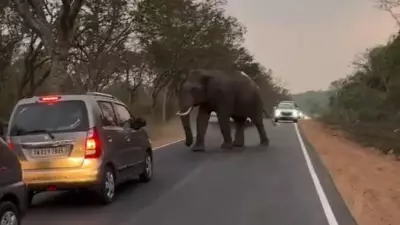 Tusker on Road Disrupts Traffic in Karnataka's Chamarajanagar