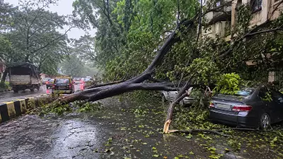 Two Killed in Mumbai Tree Falls During Heavy Rains; Toll at 3 Since June 30