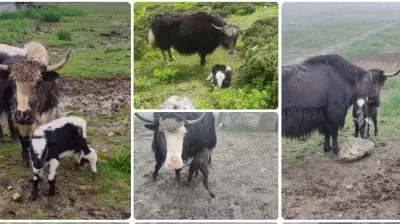 Yak Farming Boost: 56% Conception Rate with Artificial Insemination in Arunachal