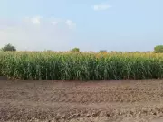 13 booked for encroaching panchayat land in Yamunanagar