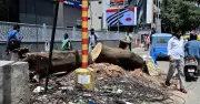 278 Trees to Be Relocated, 65 Cut for B'luru-Mysuru Flyover