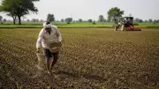 80% Kharif Sowing Completed in District Despite Deficit Monsoon