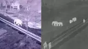 AI Surveillance System Achieves Zero Elephant Deaths on Coimbatore Rail Tracks