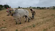 Alternative Crops Key as Rain Plays Hide and Seek in Karnataka's Raichur
