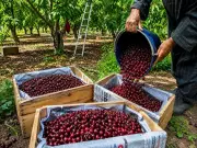 APEDA facilitates first export of J&K Areko cherries, Scentrose plums to UAE