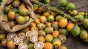 Areca consignments detained in Maharashtra: Growers, traders worried