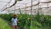 Barnala farmer earns Rs 12 lakh yearly from 4-acre dragon fruit farm