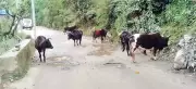 Bathinda MC imposes Rs 1 lakh fine for abandoning cattle, Rs 25,000 for illegal debris dumping