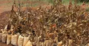 Bengaluru Saplings Wither Days After World Record Plantation Drive