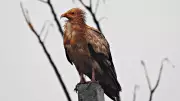 Bengaluru's New High-Rise Plan Worries Birders Over Species Loss