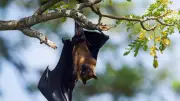 Canadian boy dies of rabies after bat found on his face while sleeping
