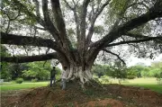 Chandigarh's Heritage Trees: Silent Witnesses to City's Journey