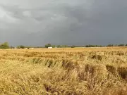 Chhattisgarh Govt Advises Short-Duration Crops Amid El Nino Threat