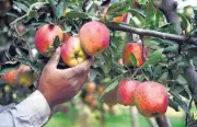 CII Workshop Educates Himachal Apple Growers on Orchard Management