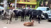 Civic Body Plans Facility for Stray Cattle in Hubballi