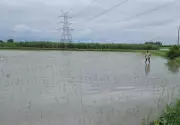 Continuous Rain Boosts Paddy Transplantation Across Haryana