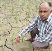 Cracks in Fields, Rising Costs Deepen Paddy Farmers' Worries Across Punjab