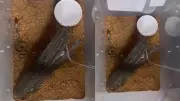Delhi Zoo Hatches Three Cobras via Artificial Incubation After 15 Years