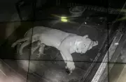 Delhi Zoo Welcomes 3 Asiatic Lion Cubs in Rare Repeat Breeding Success