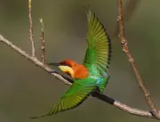 Dermatologist Dr Abhinav Chaudhary photographs 600+ bird species in Himachal