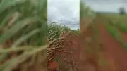 Dry Spell Threatens Kharif Crop Production in Kalyana Karnataka Region