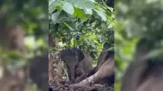 Elephant Calf Grieves, Refuses to Leave Dead Mother in Kodagu