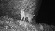 Eurasian lynx photographed for first time in Sikkim, confirms forest dept