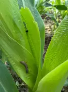 Fall armyworm, monkeys devastate Kangra maize crops