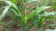 Fall armyworm spreads to 6 Himachal districts, authorities urge vigilance