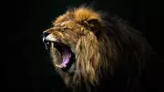 Gujarat Man Killed by Lion While Disturbing Mating Big Cat