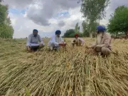 Haryana Kisan Kalyan Rath Yatra: 46 LED Vans to Cover 6,600 Villages