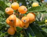 High Mercury and Low Humidity Adversely Impact Fruit Yield: Experts