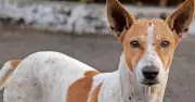 Hubballi-Dharwad Civic Body Intensifies Stray Dog Sterilisation Drive