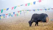 IoT System to Monitor Yak Movement Near China, Bhutan Borders
