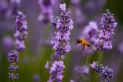 J&K Government Establishes Two Lavender Nurseries in Uri to Boost Farmer Income