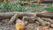 Karnataka Medical Officer Booked for Illegal Tree Cutting at Hospital