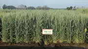 Karnataka's DWR 162 Wheat Seed to Boost Indonesia's Food Security