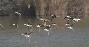 Kataria Directs Steps to Boost Migratory Bird Habitat at Sukhna Wetland