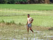 Kharif sowing down 23% as sluggish monsoon hits planting across India