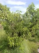 Ladakh Ideal for Off-Season High-Quality Peach Cultivation: DRDO Study