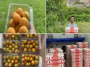 Ladakh to Export 1,000 MT of Apricots to Dubai, First Shipment July 14